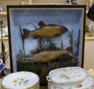 A cased pair of taxidermy tench. 62cm high