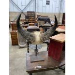 A pair of mounted buffalo horns on iron stand, height 78cm