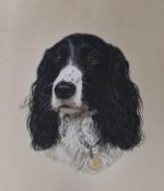 English School, gouache on card, Portrait of a Springer Spaniel, initialled and date '99, 51 x 41cm,