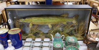 A cased taxidermy pike