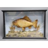 A cased taxidermy carp 49cm long