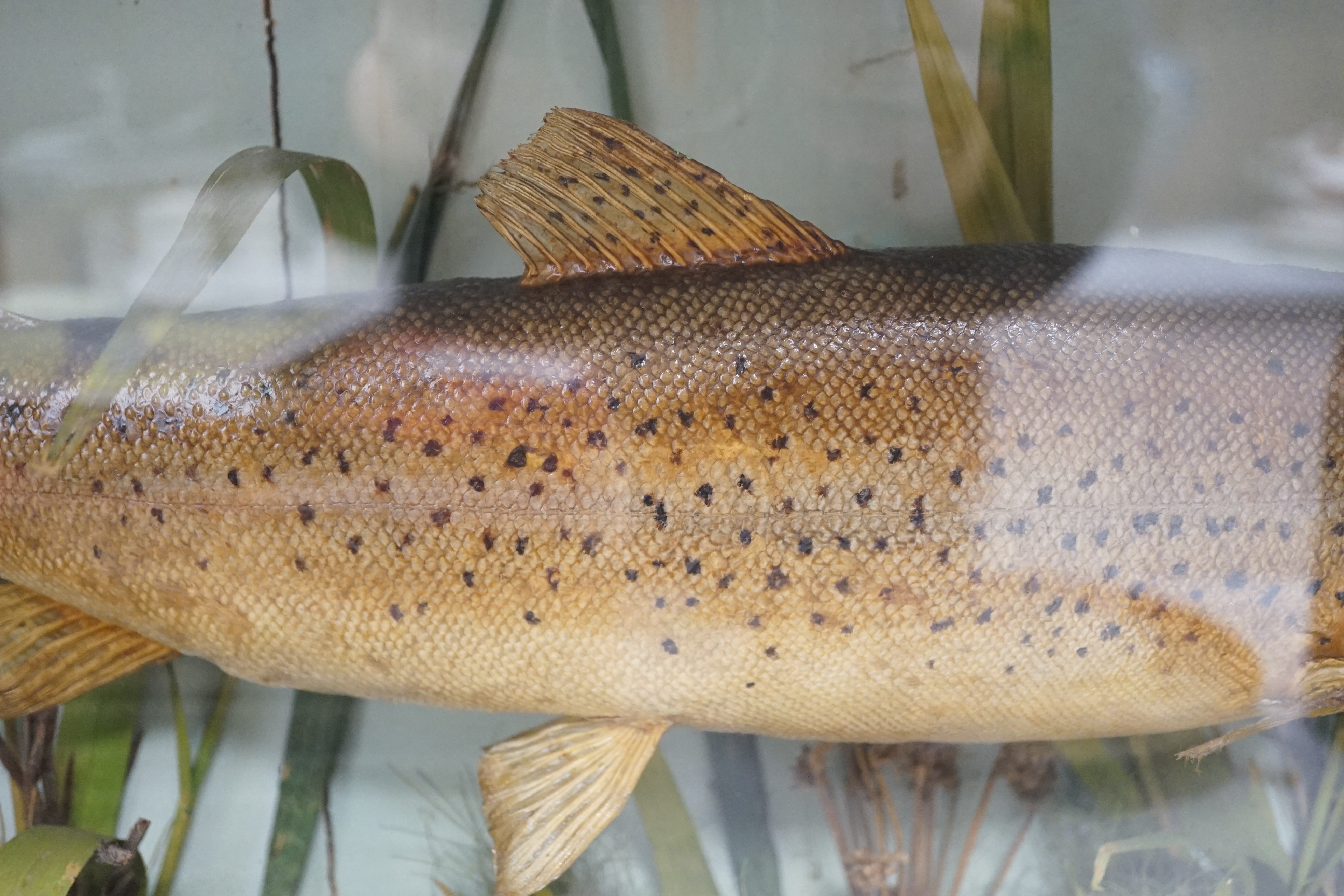 Taxidermy - a 3.5lb Trout caught in the Bure near Horning 1885, cased - Image 3 of 4