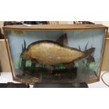 Taxidermy - a 9.75 lbs Bream, ct. 1961, in a bowfront case