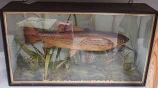 Taxidermy - a 3.5lb Trout caught in the Bure near Horning 1885, cased