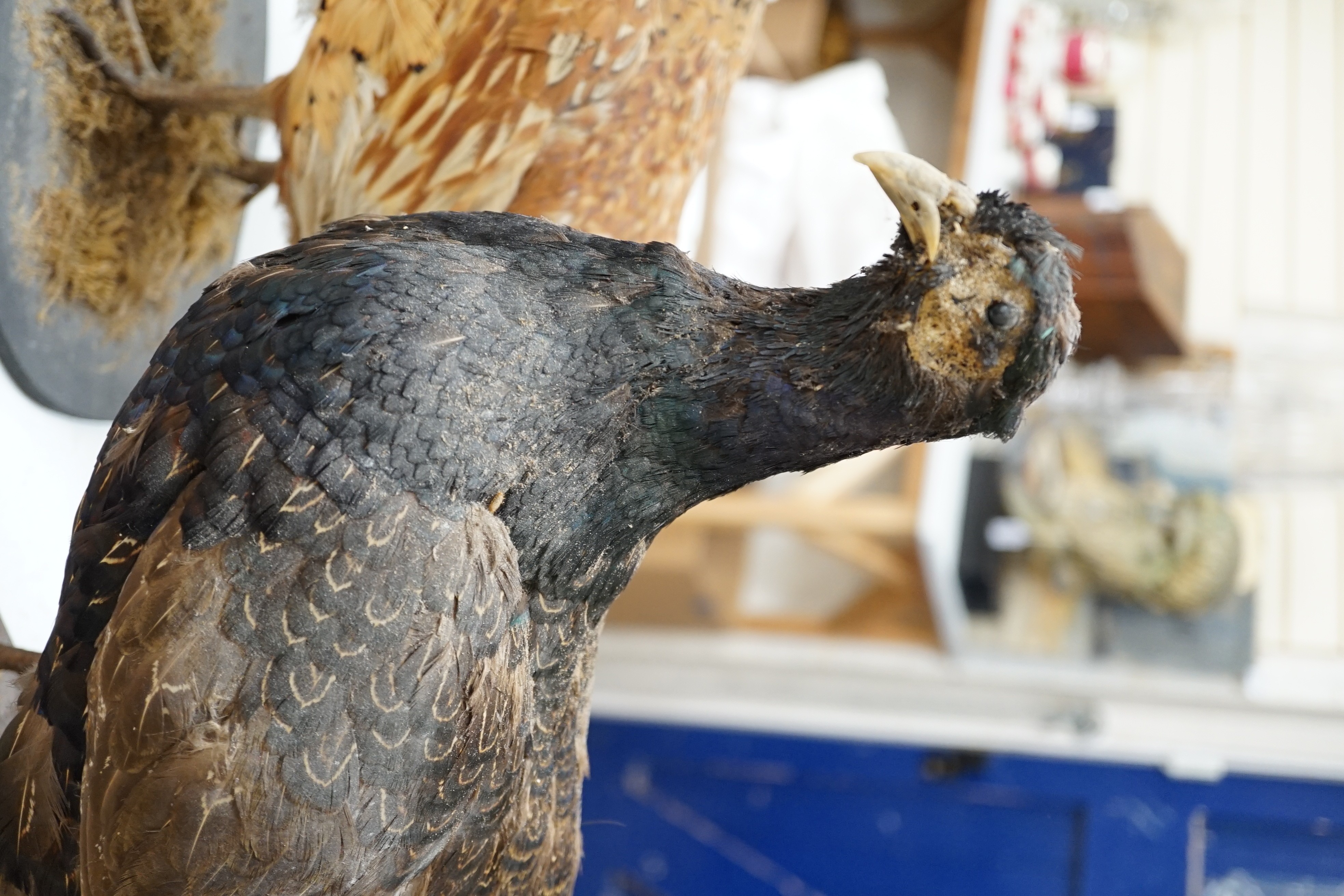 Two taxidermic pheasants on stands, largest 76cms from head to tail, - Image 3 of 3