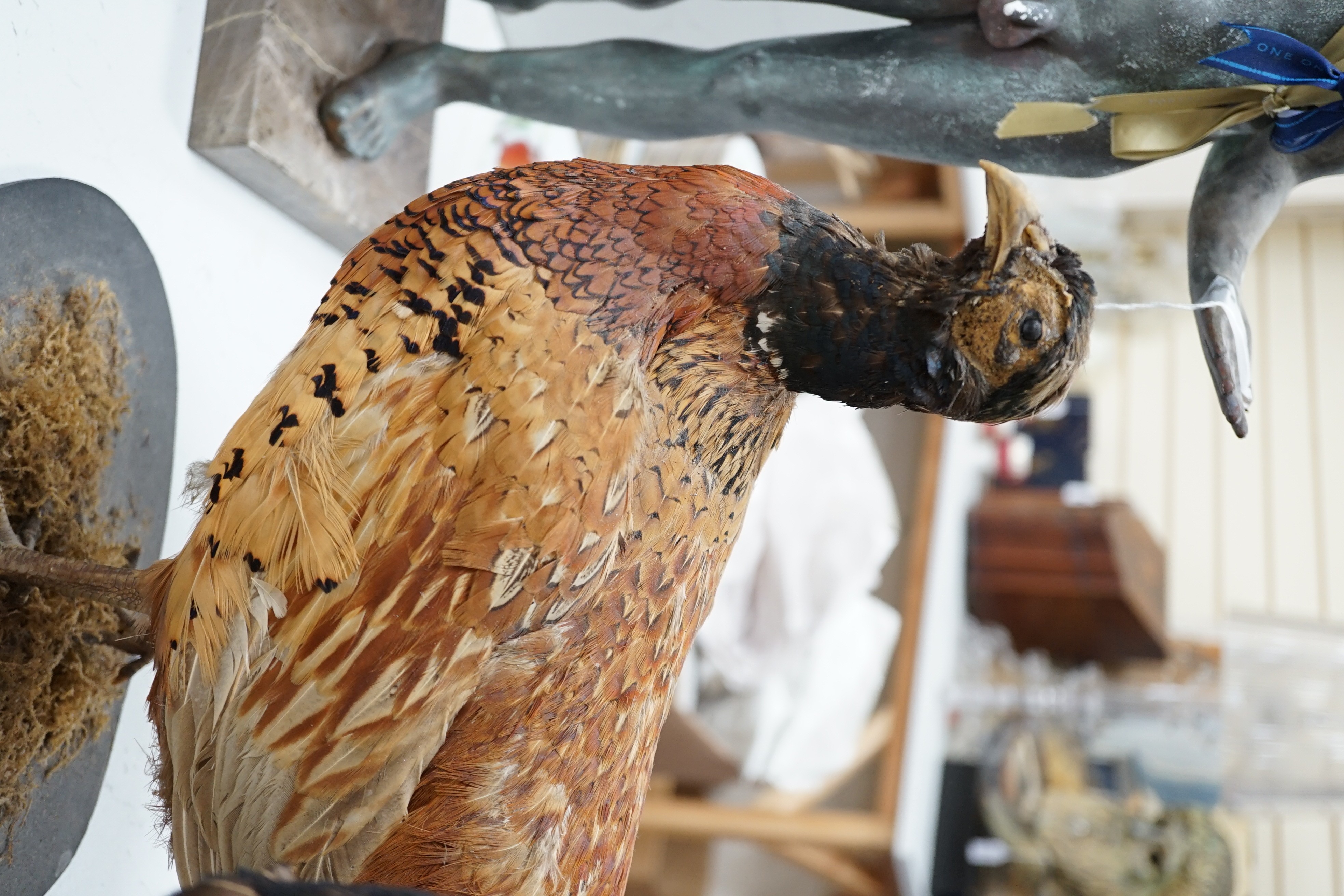 Two taxidermic pheasants on stands, largest 76cms from head to tail, - Image 2 of 3