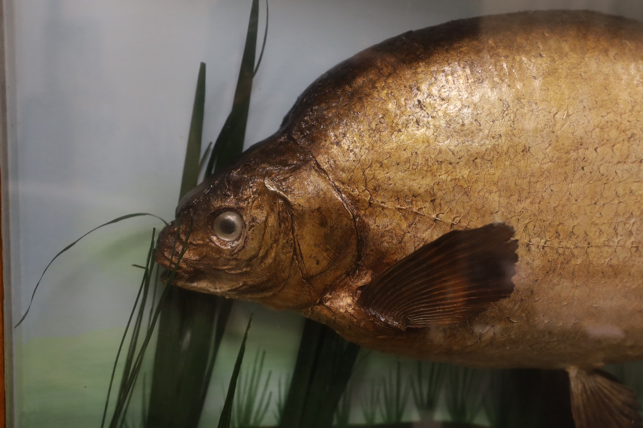 Taxidermy - a 9.75 lbs Bream, ct. 1961, in a bowfront case - Image 3 of 3