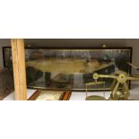 Taxidermy - a Victorian / Edwardian pike in a bowfront case