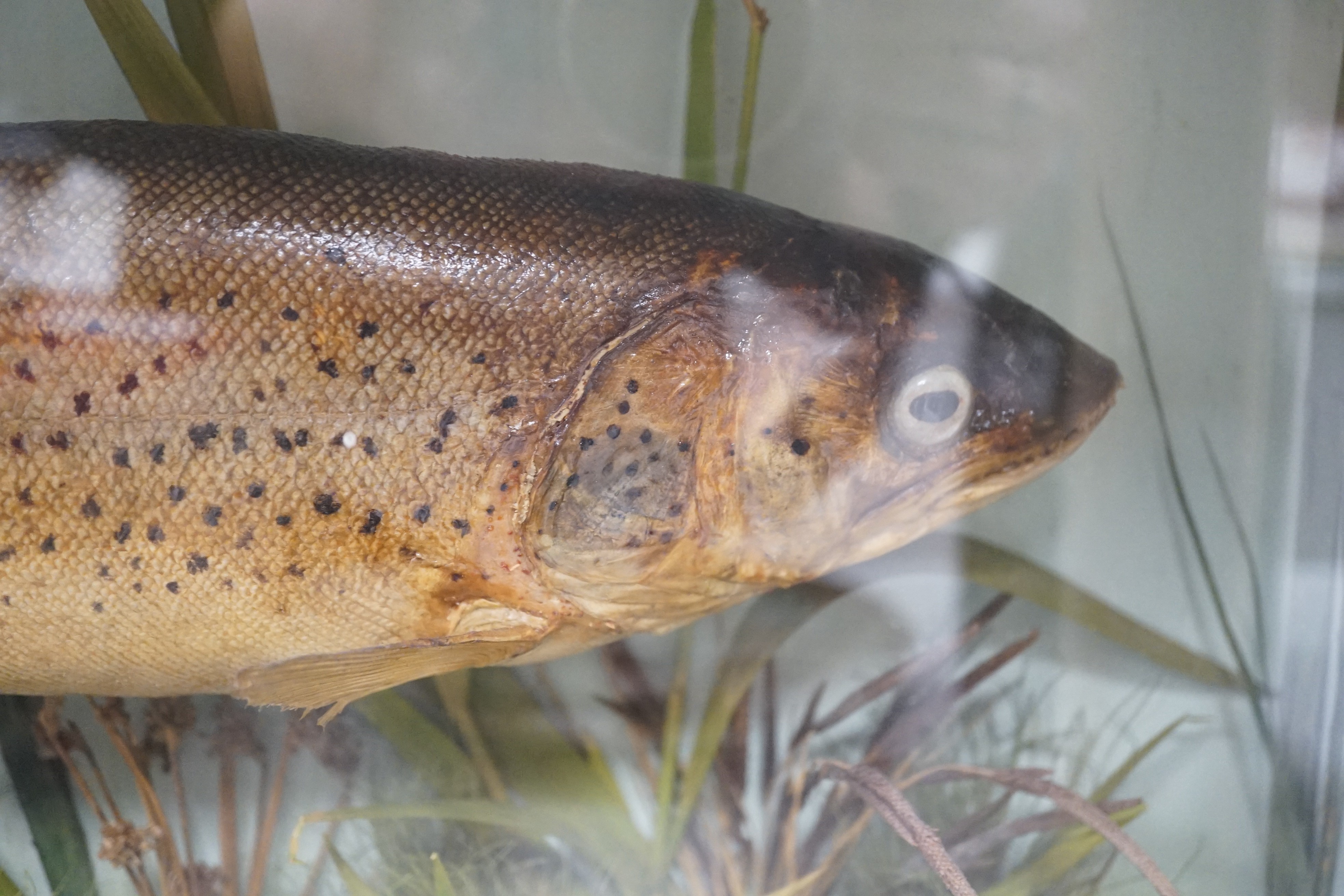 Taxidermy - a 3.5lb Trout caught in the Bure near Horning 1885, cased - Image 2 of 4