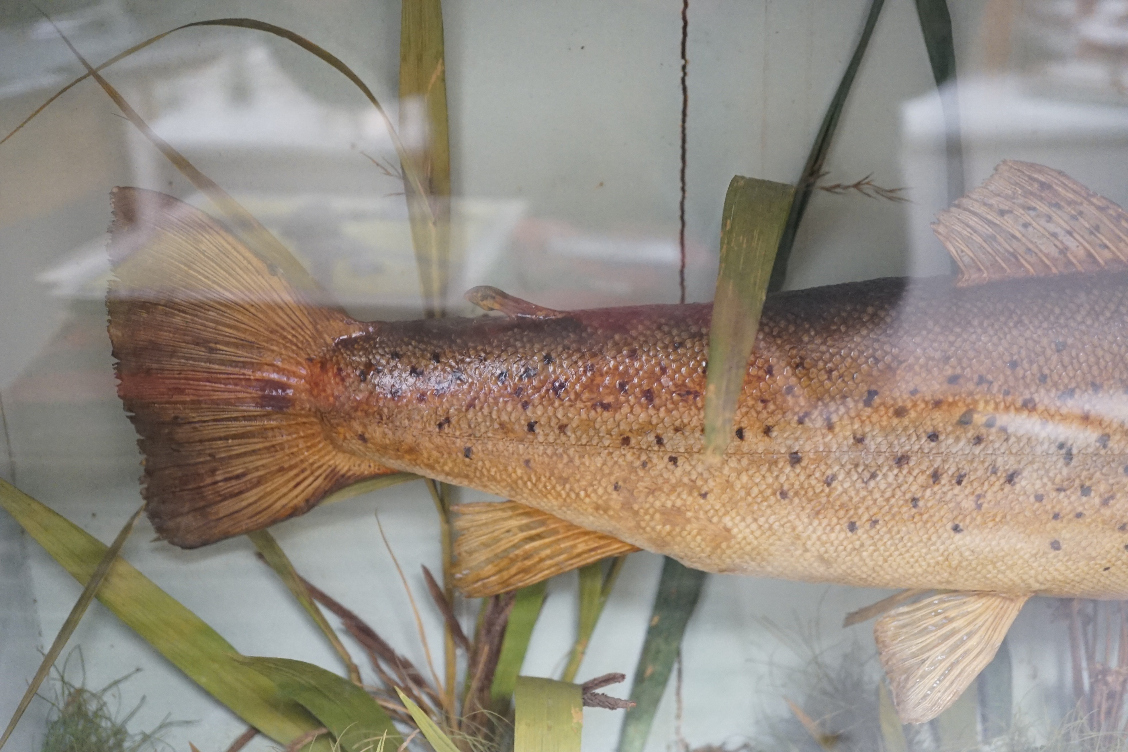 Taxidermy - a 3.5lb Trout caught in the Bure near Horning 1885, cased - Image 4 of 4