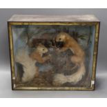 A cased Victorian taxidermy study of red squirrels, case 39cms x 32cms