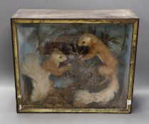 A cased Victorian taxidermy study of red squirrels, case 39cms x 32cms