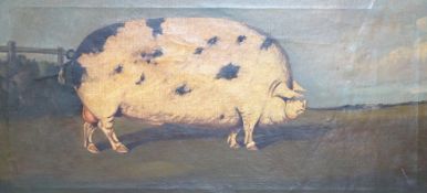 English School, oil on canvas, Primitive study of a prize pig in a landscape, 27 x 58cm, maple