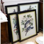 Havell after Audubon, five coloured prints, Ornithological studies, largest 96 x 65cm