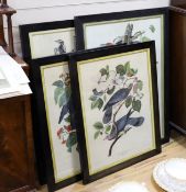 Havell after Audubon, five coloured prints, Ornithological studies, largest 96 x 65cm