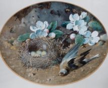 William Cruikshank (1849-1922), watercolour and gouache, Still life of blossom, a birds nest and