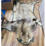 An early 20th century lion skin fur rug with green felt backing,