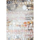 Collection of sea shells mounted on glass panels