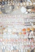 Collection of sea shells mounted on glass panels
