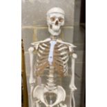 A composition life-size skeleton on stand, height 172cm