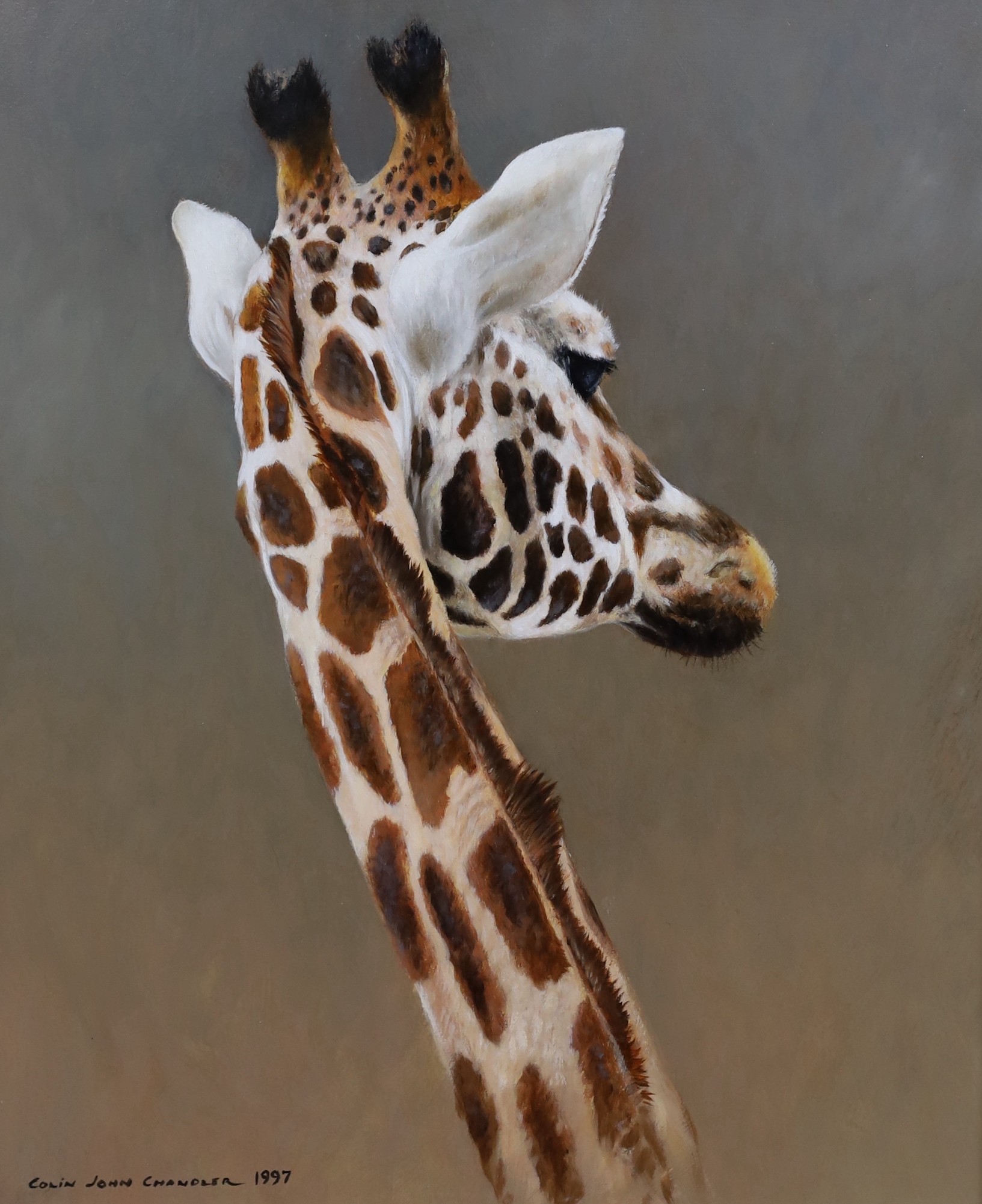 Colin John Chandler (British, b.1958), oil on board, 'Giraffe', signed and dated 1997, 29 x 23.5cm