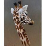 Colin John Chandler (British, b.1958), oil on board, 'Giraffe', signed and dated 1997, 29 x 23.5cm