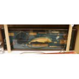 A cased fishing display case of a Rainbow Trout centred around angling ephemera, 106 x 34cm