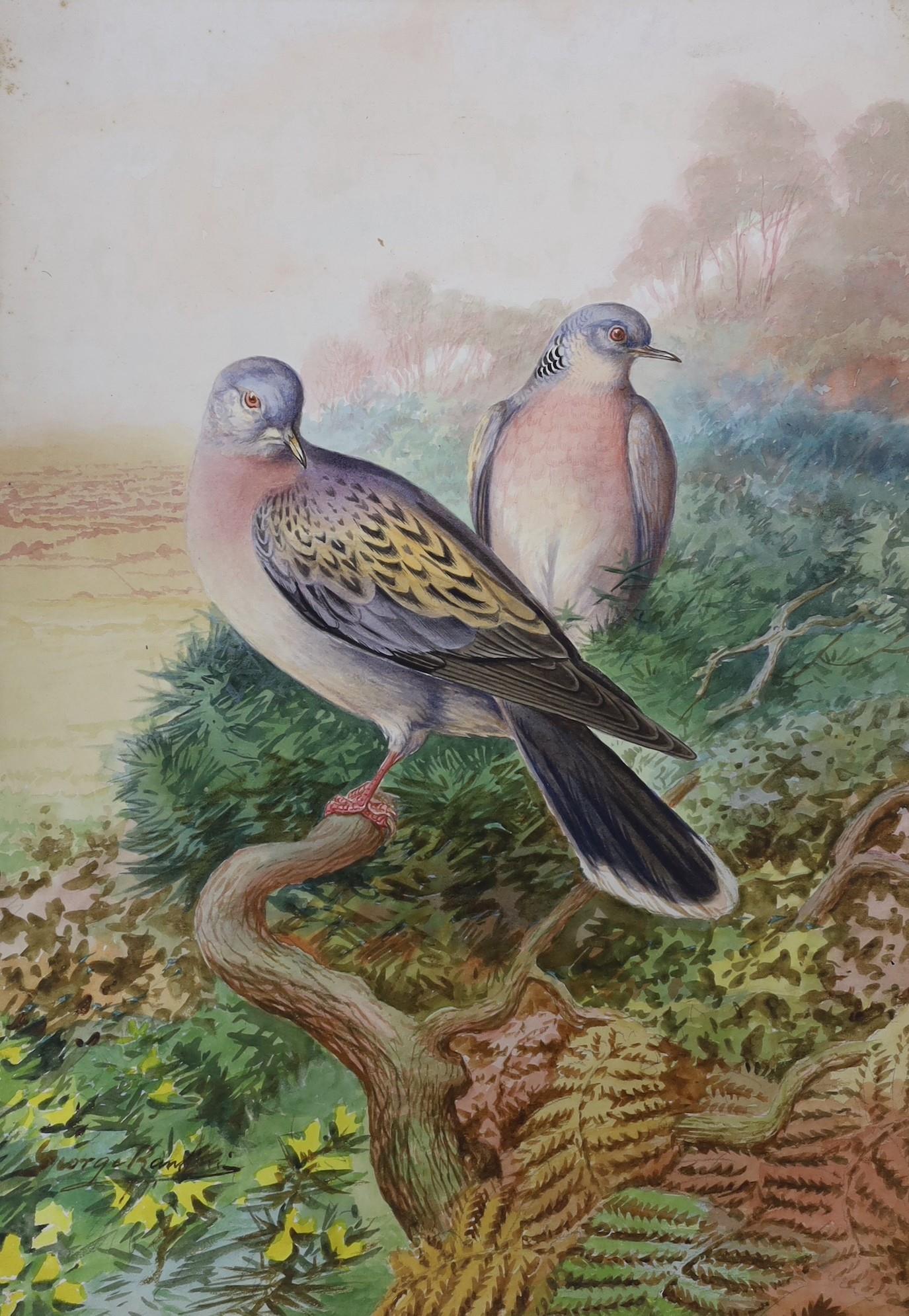 George Rankin (1864-1937), two watercolours, Peacock and Turtle Doves, signed, largest 40 x 29cm, - Image 3 of 3