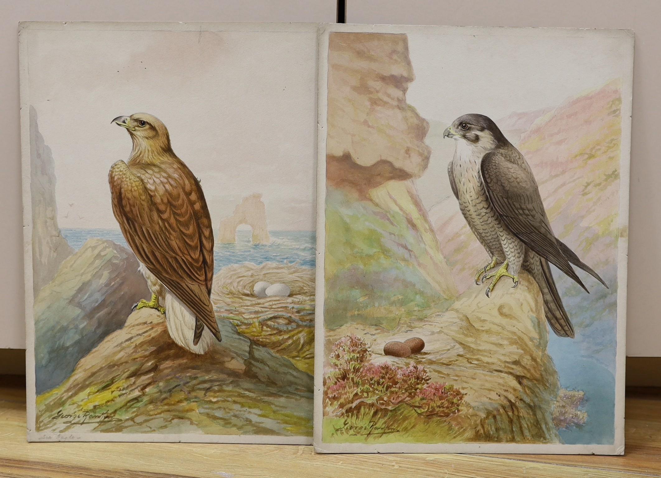 George Rankin (1864-1937), two watercolours, Birds of Prey - Peregrine Falcon and Sea Eagle, signed,