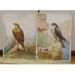 George Rankin (1864-1937), two watercolours, Birds of Prey - Peregrine Falcon and Sea Eagle, signed,