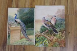George Rankin (1864-1937), two watercolours, Peacock and Turtle Doves, signed, largest 40 x 29cm,