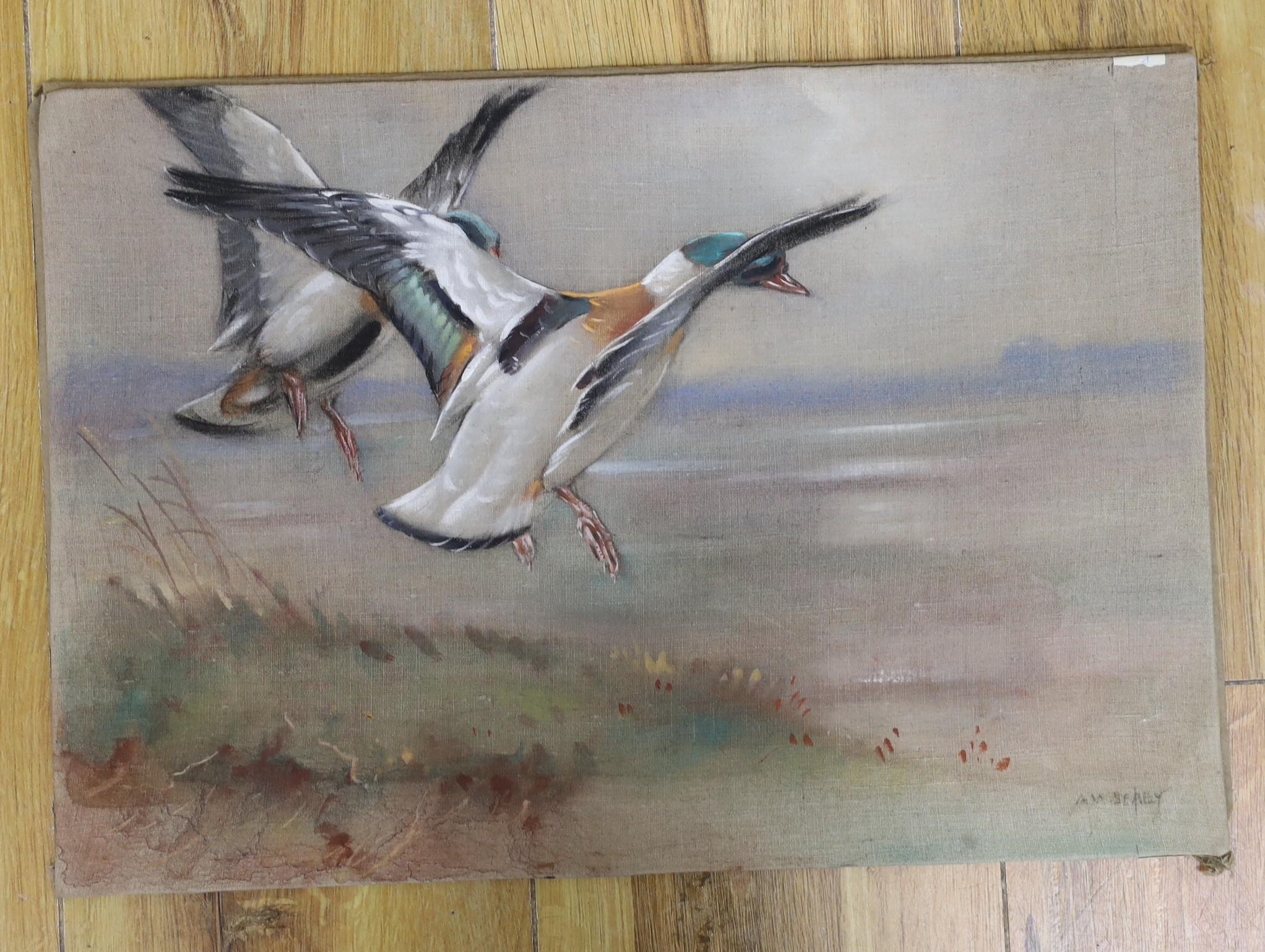 Allen. W. Seaby (1867-1953), oil on canvas board, 'Shelduck Alighting', signed, 27 x 39cm, unframed