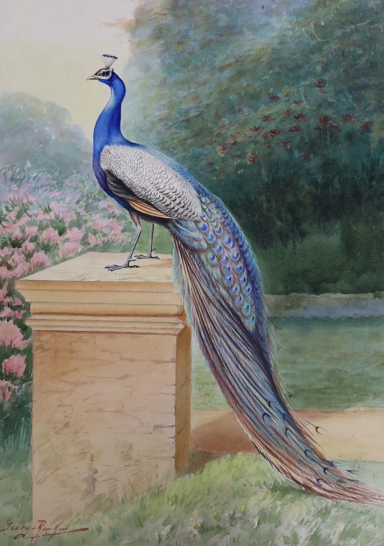 George Rankin (1864-1937), two watercolours, Peacock and Turtle Doves, signed, largest 40 x 29cm, - Image 2 of 3