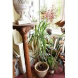 MIXED COLLECTION OF PLANTS AND ORNAMENTAL WARES
