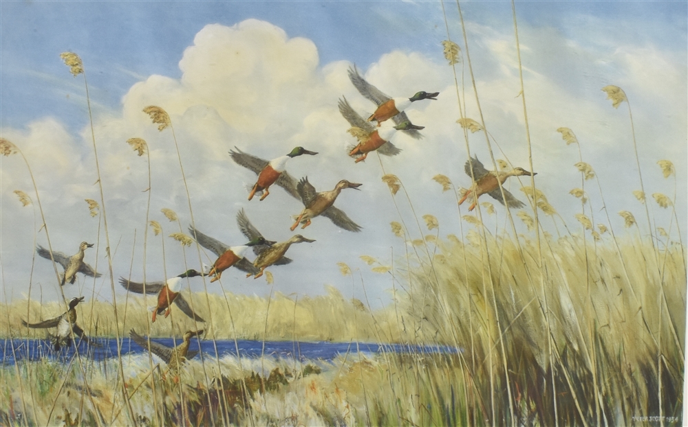 AFTER SIR PETER SCOTT Mallard Duck in Flight over rushy marshes and geese in flight, a pair of