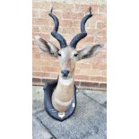 ROWLAND WARD A LESSER KUDU HEAD neck mount on a shaped wooden shield with inscribed plaque: B.E.