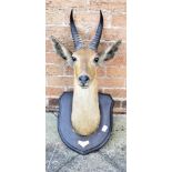 ROWLAND WARD AN AFRICAN BUCK HEAD neck mount on a shaped wooden shield with inscribed plaque: B.E.