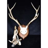 A PAIR OF ANTLERS skull mount on shaped wooden shield, Devon and Somerset Staghounds, height 70cm,