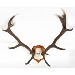 A LARGE PAIR OF ANTLERS skull mount on shaped wooden shield with a painted inscription, Aller