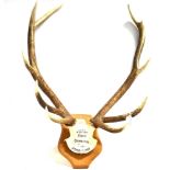 DEVON AND SOMERSET STAGHOUNDS A pair of antlers, skull mount on a shaped wooden shield with