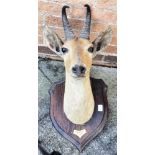 ROWLAND WARD A BOHOR REEDBUCK HEAD neck mount on a shaped wooden shield with inscribed plaque: Bohor