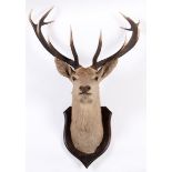 ROWLAND WARD A STAG'S HEAD, neck mount on a shaped wooden shield, Quantock Staghounds with Rowland