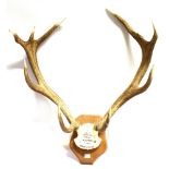 DEVON AND SOMERSET STAGHOUNDS A pair of antlers, skull mount, on shaped wooden shield with painted
