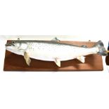 A SEA TROUT mounted on a wooden board for wall hanging, with detached oval engraved brass plaque '