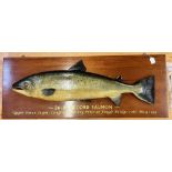 A LARGE AND IMPRESSIVE CARVED WOODEN HALF BLOCK MODEL OF A TROPHY SALMON