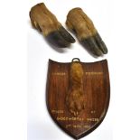 A FOX PAD MOUNTED ON A STAINED OAK SHIELD, inscribed 'Exmoor Foxhounds, killed at Badgeworthy Water,