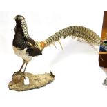 AN EXOTIC PHEASANT Perched on a shaped wooden base height 46cm, (including base) width 96cm