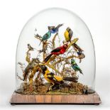 A COLLECTION OF FIFTEEN EXOTIC BIRDS naturalistically mounted on branches amongst grasses and