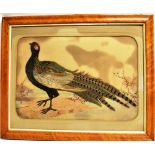 A FEATHER PICTURE OF A PHEASANT 33cm x 48cm, in a maple wood frame