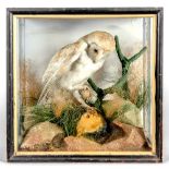 A BARN OWL with a mouse in its claw, mounted amongst grasses and rocks and contained in a